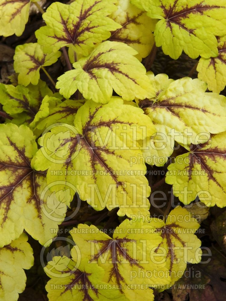 Heucherella Stoplight (Foamy Bells) 6