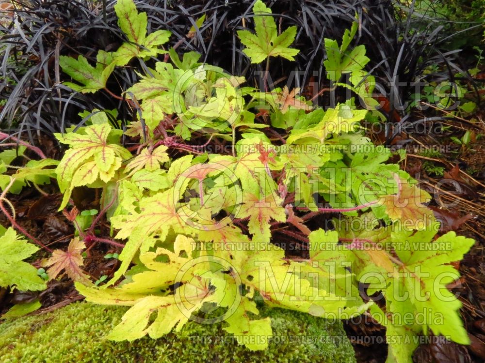 Heucherella Sunrise Falls (Foamy Bells) 2