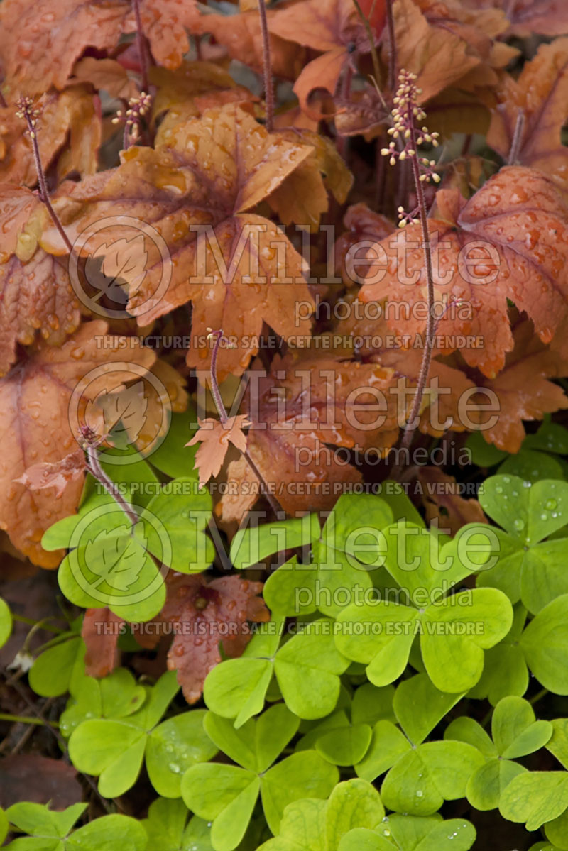 Heucherella Sweet Tea (Foamy bells) 4