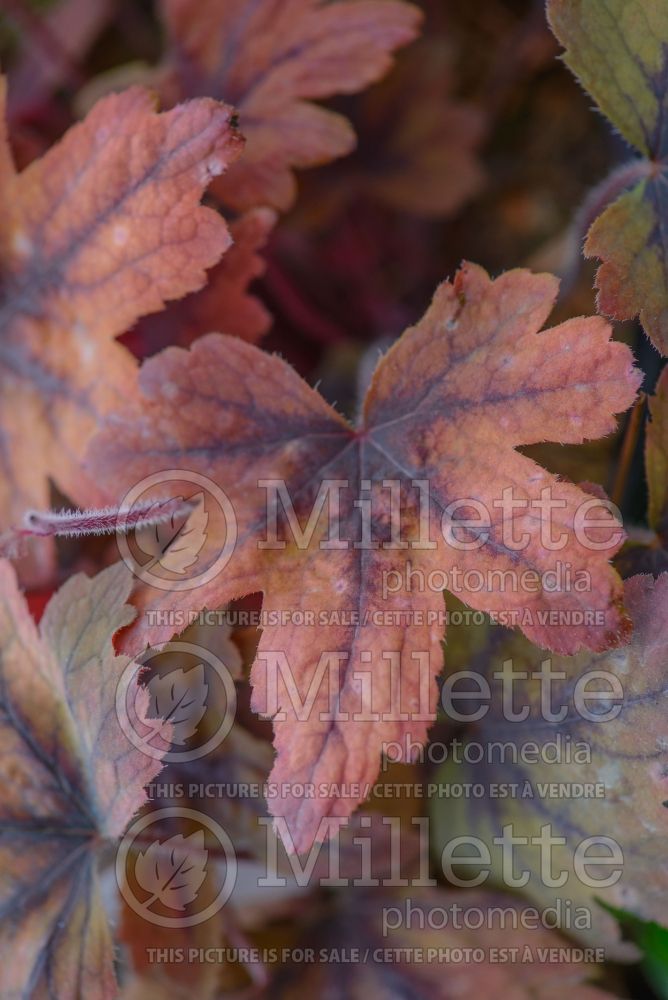 Heucherella Sweet Tea (Foamy bells) 5