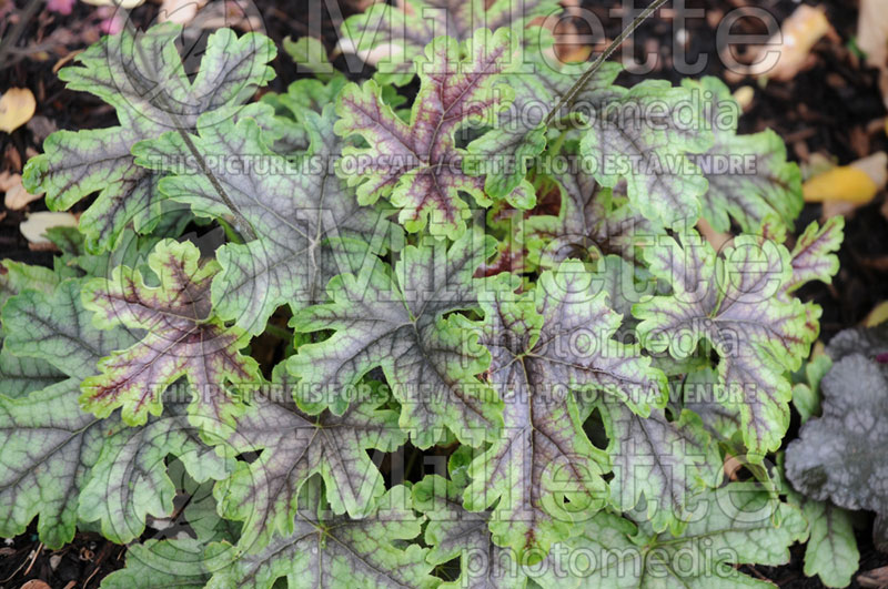 Heucherella Tapestry (Foamy Bells) 1 