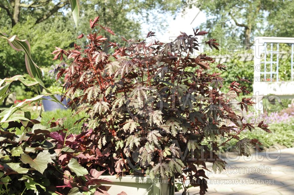 Hibiscus Mahogany Splendor (Red leaf hibiscus) 1 