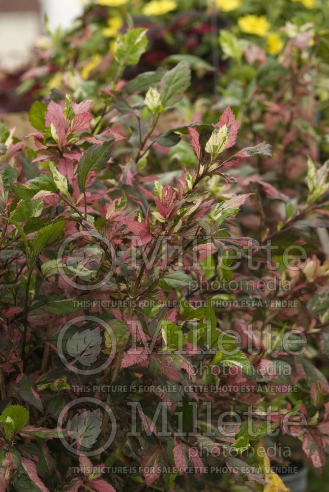 Hibiscus Fire and Ice (Hibiscus African Rose Mallow) 1 