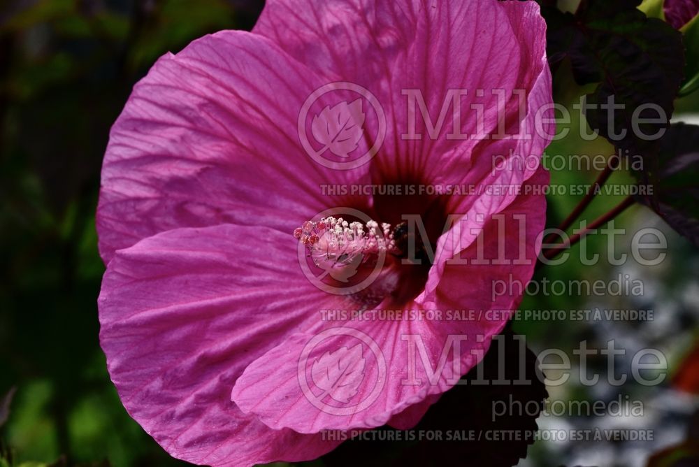 Hibiscus Cinnamon Grappa (Hibiscus African Rose Mallow) 3  