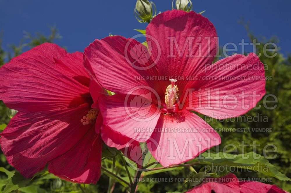 Hibiscus Moy Grande (Hibiscus African Rose Mallow)  2 