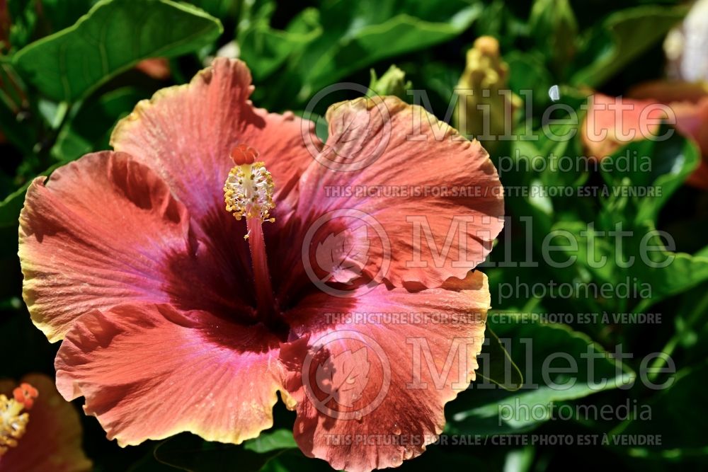 Hibiscus Fiesta (Hibiscus African Rose Mallow)  1 