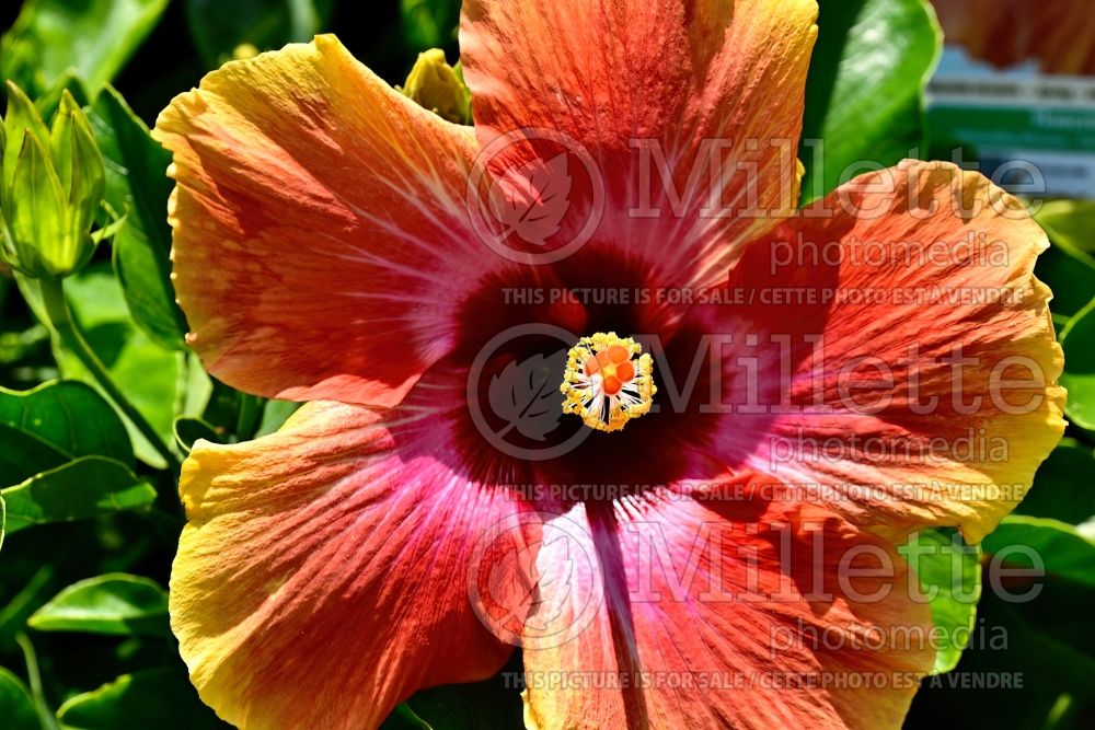 Hibiscus Fiesta (Hibiscus African Rose Mallow)  2 