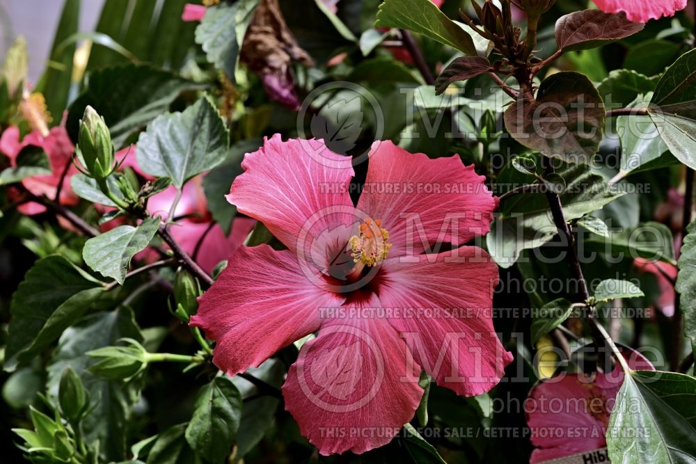 Hibiscus Painted Lady (Hibiscus African Rose Mallow) 2 