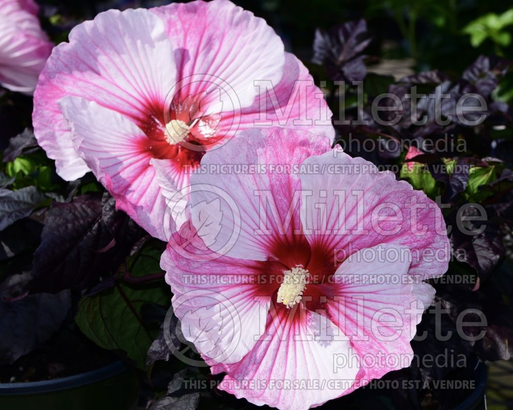 Hibiscus Starry Starry Night (African Rose Mallow) 3 