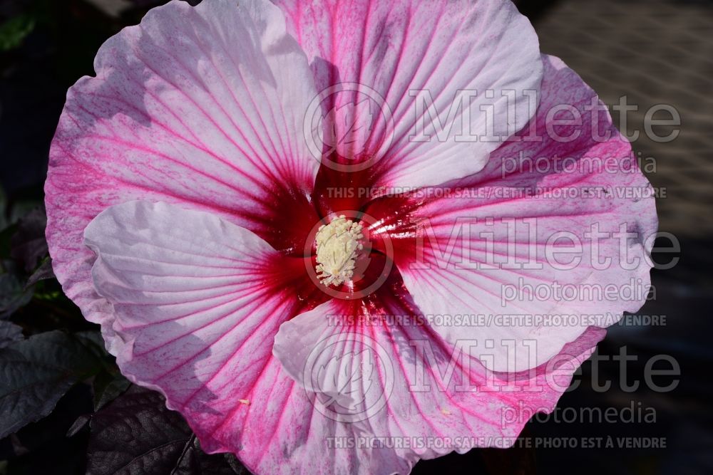 Hibiscus Starry Starry Night (African Rose Mallow) 2 