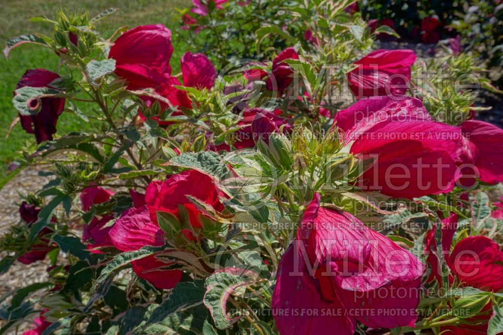 Hibiscus Summer Carnival (African Rose Mallow) 1 