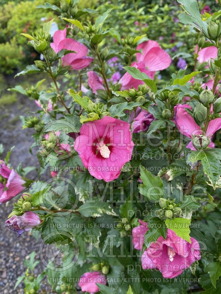 Hibiscus Aphrodite (Hibiscus) 5 