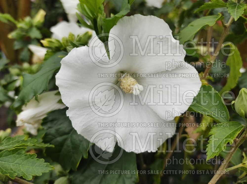 Hibiscus Eleonore (Hibiscus rose of Sharon)  1 