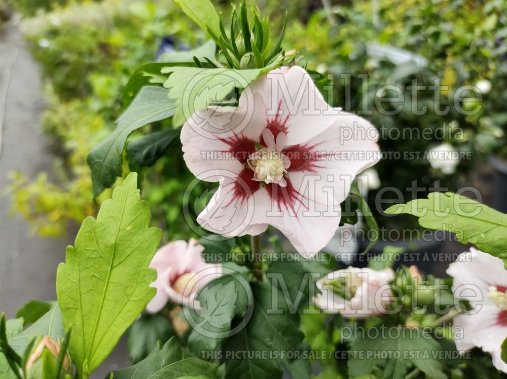 Hibiscus Hamabo (Hibiscus) 1  