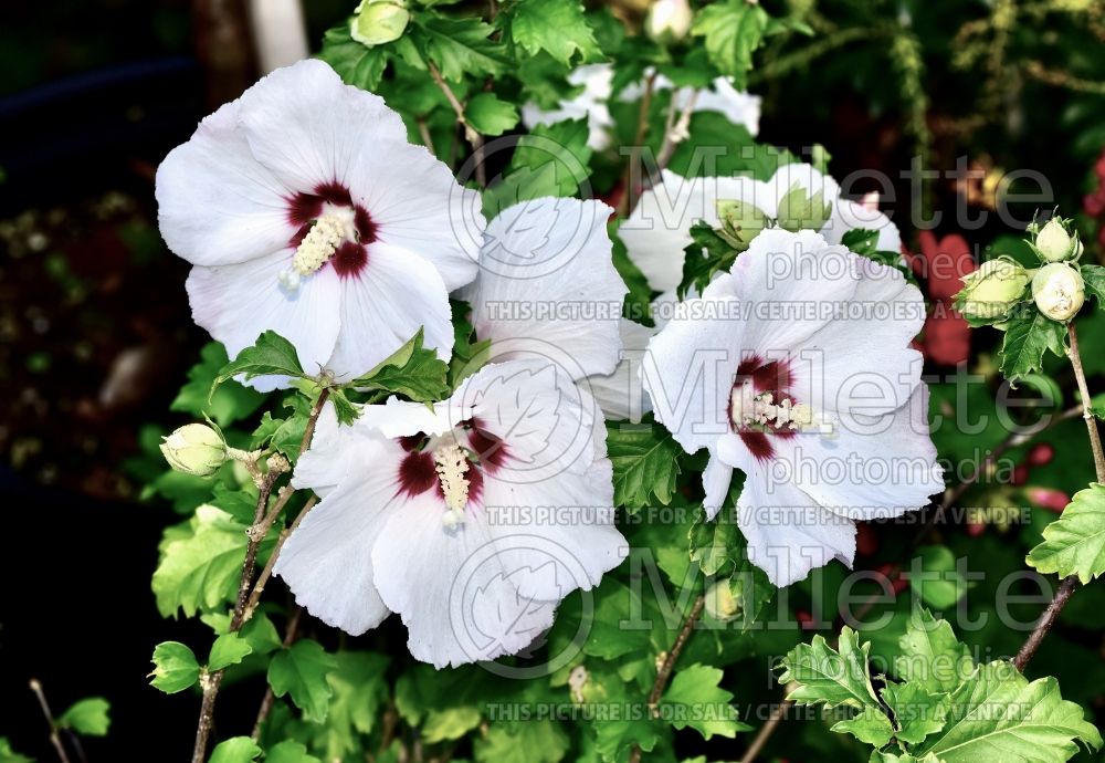 Hibiscus Helene (Hibiscus rose of Sharon) 2