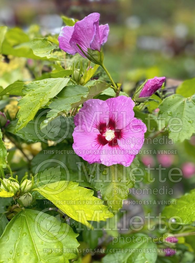 Hibiscus Minerva (Hibiscus rose of Sharon) 6 