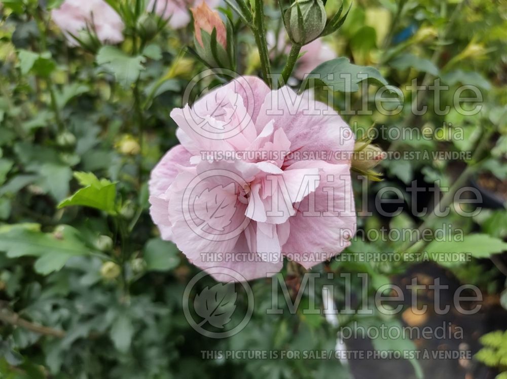 Hibiscus Pink Chiffon (Hibiscus) 1  