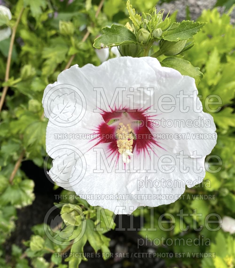 Hibiscus Red Heart (Hibiscus rose of Sharon)  6