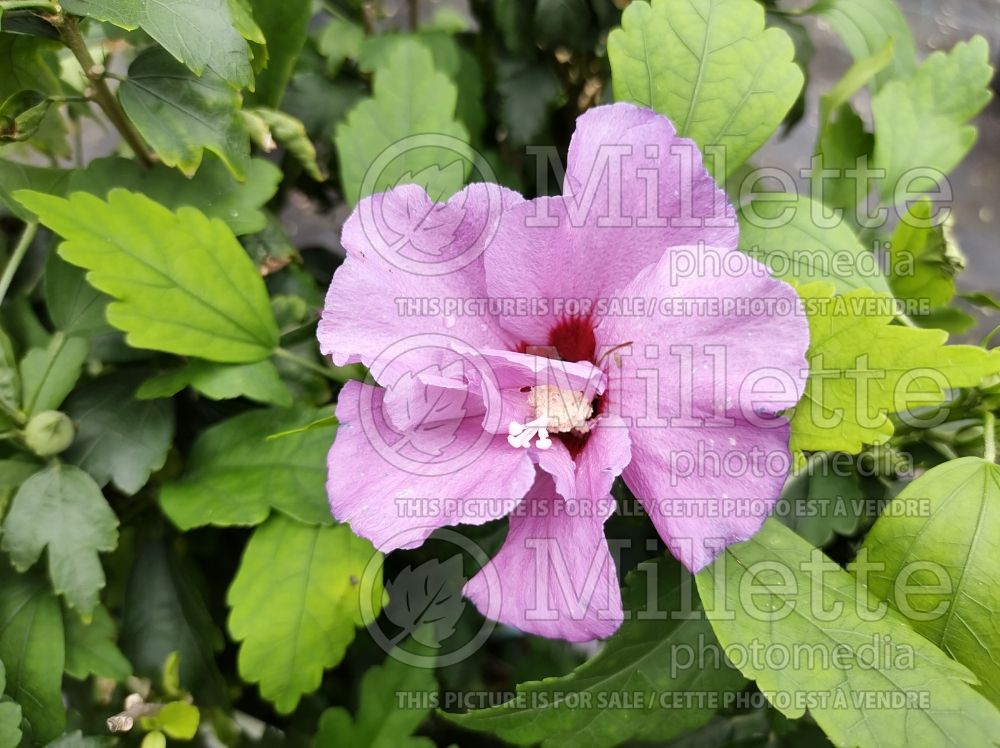 Hibiscus Russian Violet (Hibiscus) 1  