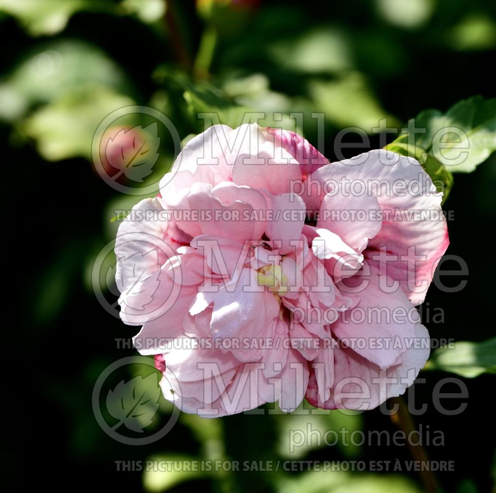 Hibiscus Strawberry Smoothie (Hibiscus rose of Sharon) 1