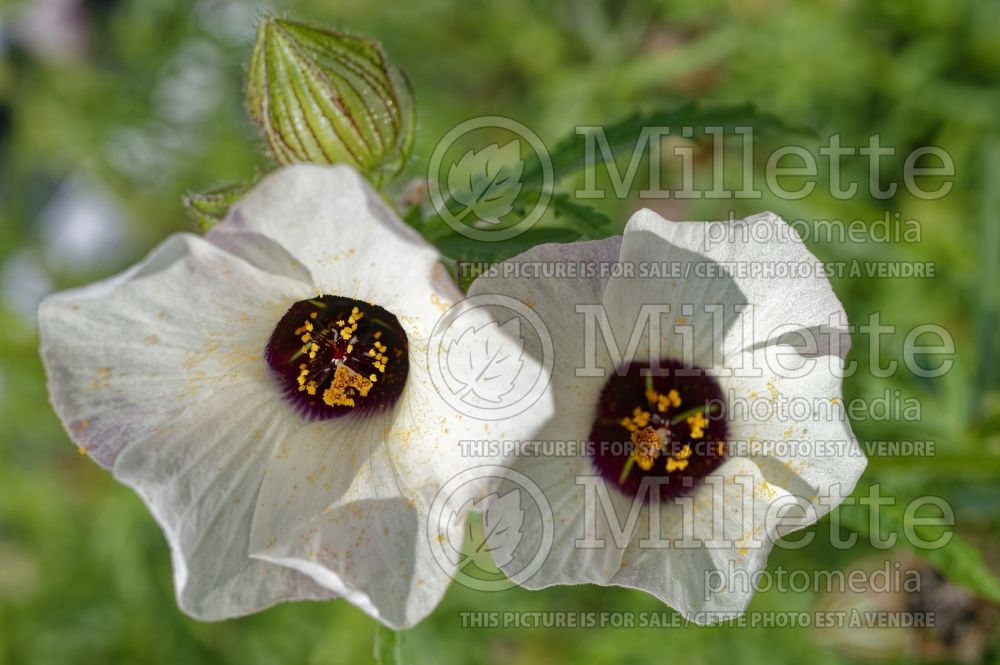 Hibiscus trionum (flower-of-an-hour) 1