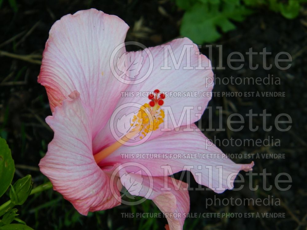 Hibiscus Amour (Hibiscus)  1