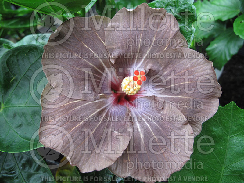 Hibiscus Black Cat (Hibiscus African Rose Mallow) 1 