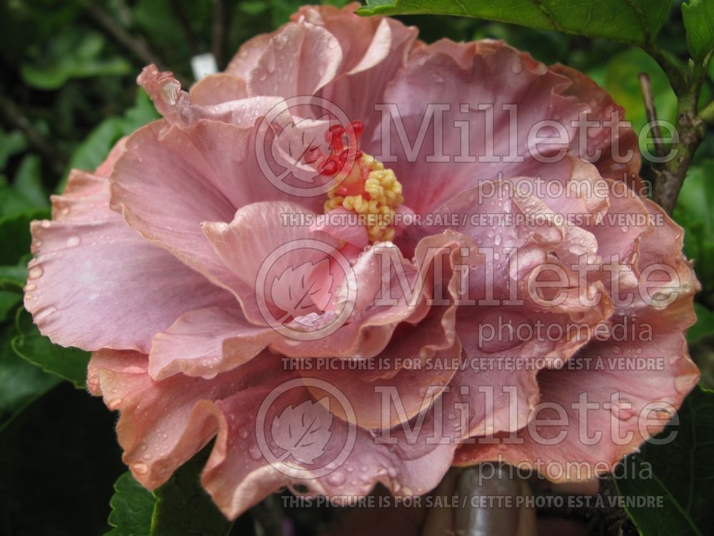 Hibiscus Caribean Dream (Tropical Hibiscus) 1  