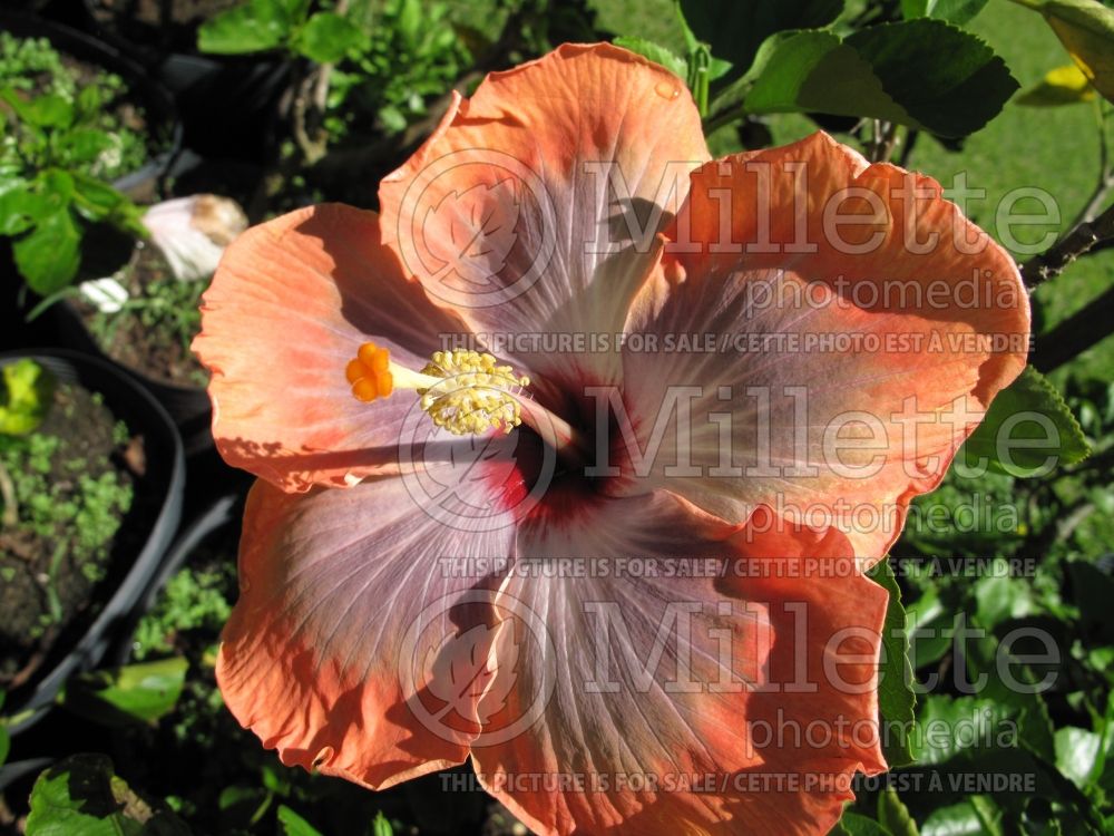 Hibiscus Fifth Dimension (Hibiscus African Rose Mallow)  1