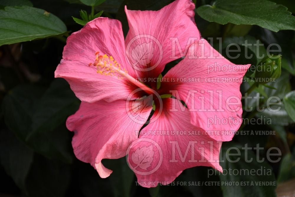 Hibiscus HibisQs Adonis Pink (Hibiscus African Rose Mallow)  1 