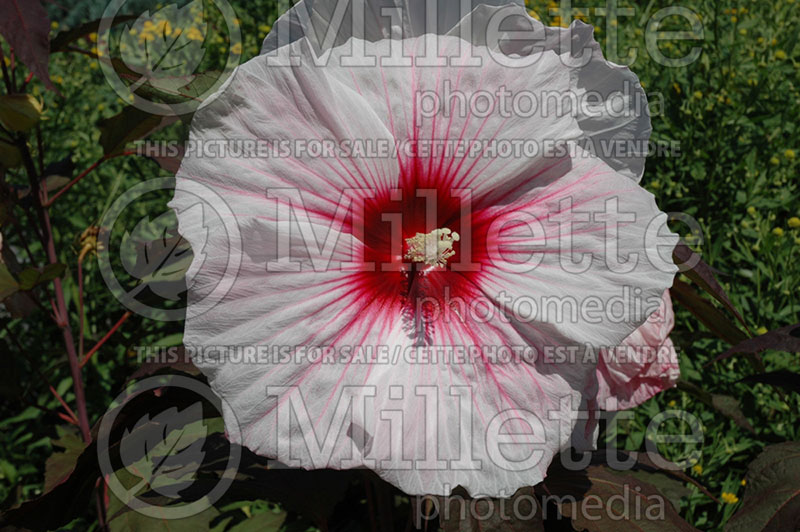 Hibiscus Kopper King (Hibiscus) 1