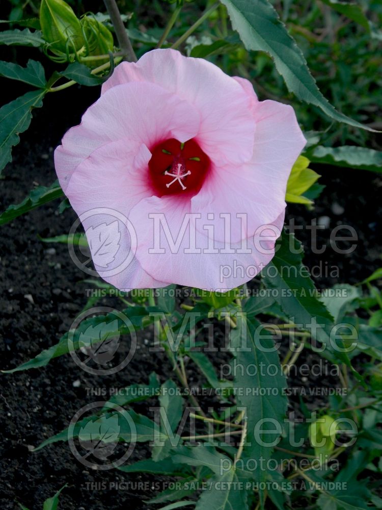 Hibiscus Lady Baltimore (Hibiscus African Rose Mallow)  2