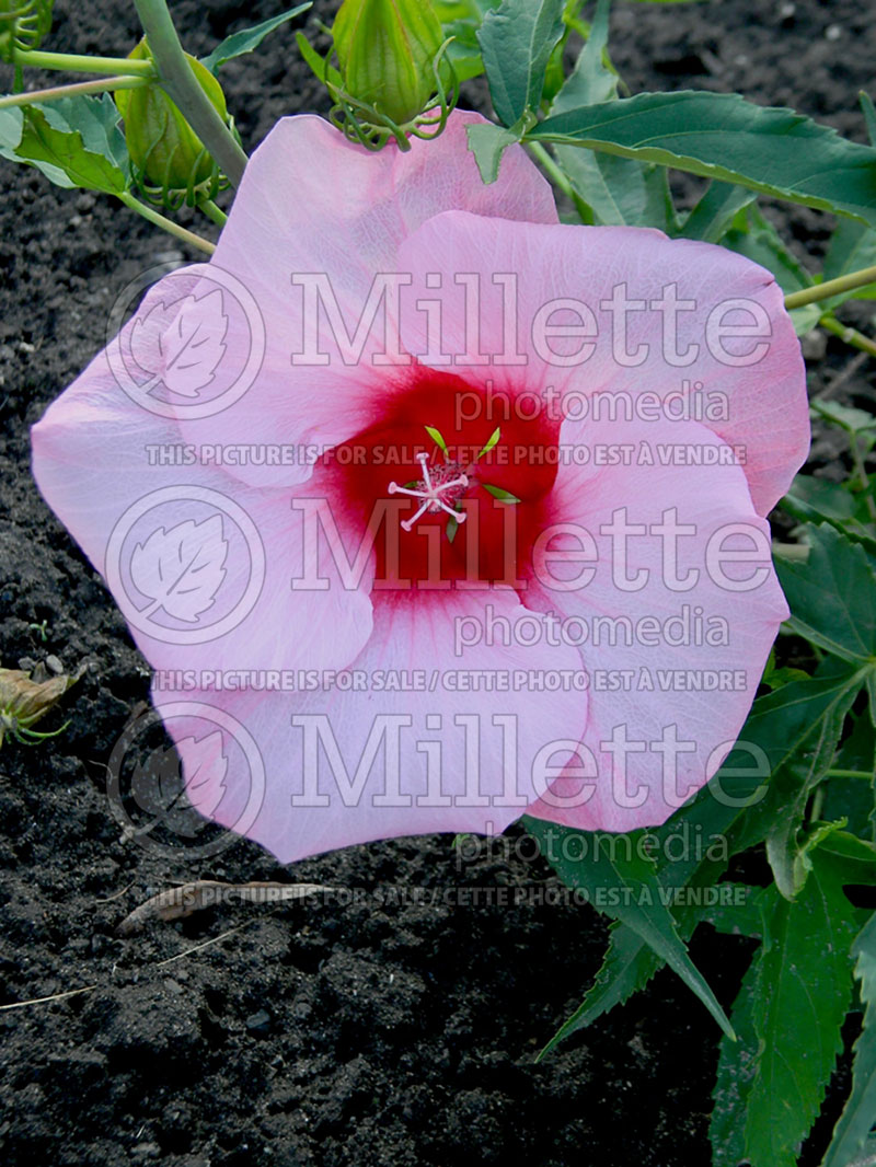 Hibiscus Lady Baltimore (Hibiscus African Rose Mallow)  1 