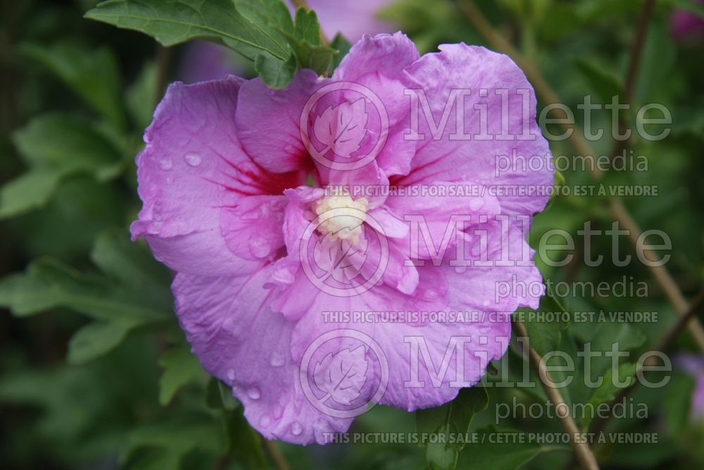 Hibiscus Lavender Chiffon or Notwoodone  (Tropical or Chinese Hibiscus) 1 