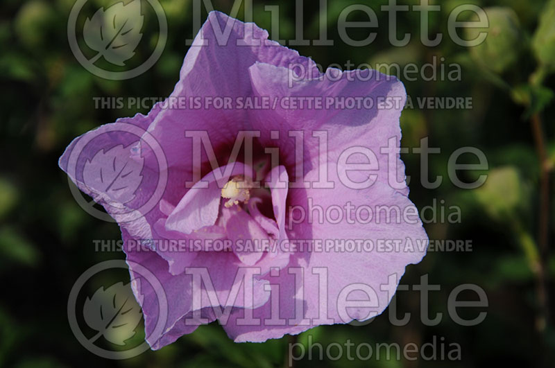 Hibiscus Lavender Chiffon or Notwoodone  (Tropical or Chinese Hibiscus) 2 