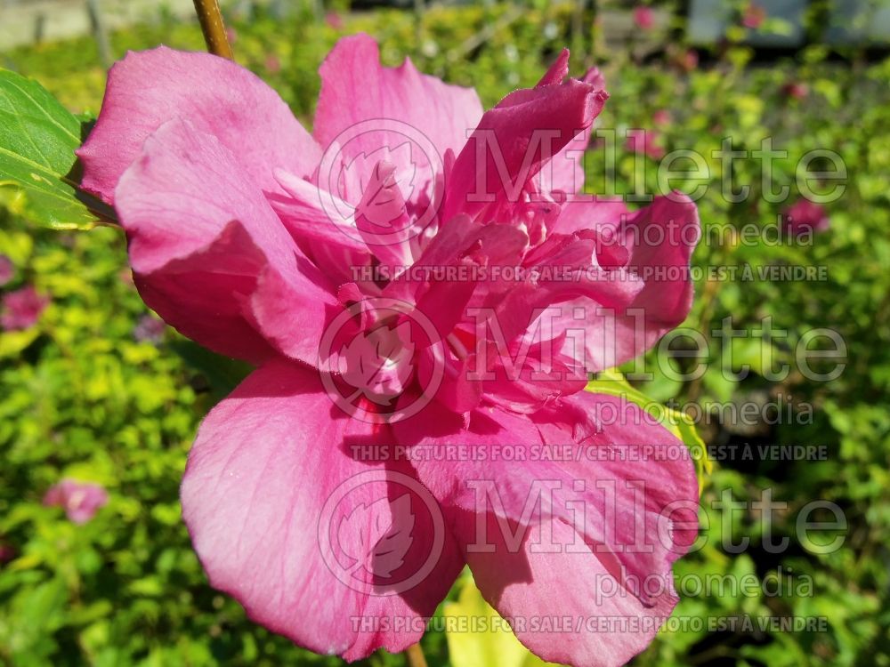 Hibiscus Lucy (Hibiscus rose of Sharon)  2 