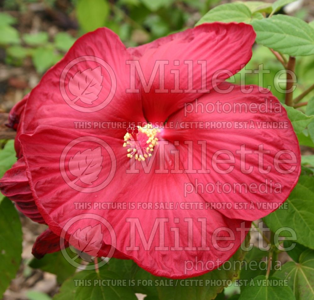 Hibiscus Luna Red (Hibiscus African Rose Mallow)   2