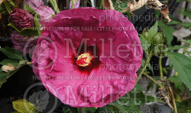 Hibiscus Berrylicious (Hibiscus African Rose Mallow)  1 