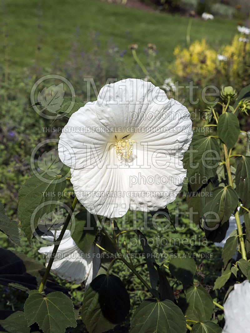 Hibiscus Blue River II (Hibiscus African Rose Mallow)  2 