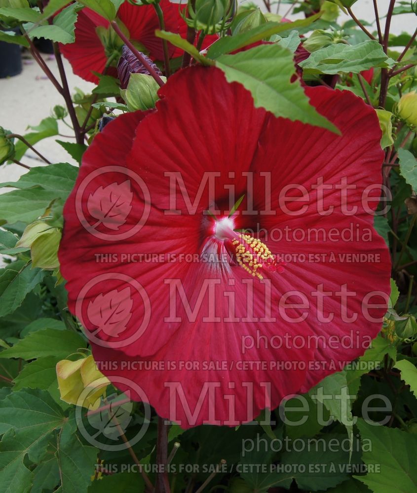 Hibiscus Cinnamon Grappa (Hibiscus African Rose Mallow) 1  