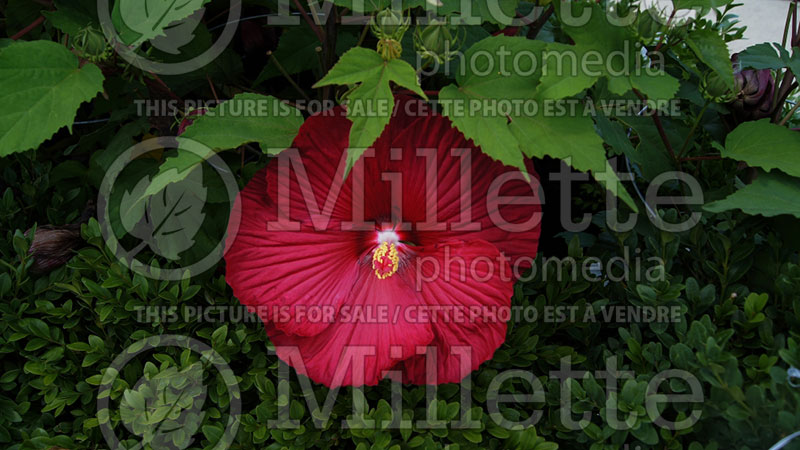 Hibiscus Cinnamon Grappa (Hibiscus African Rose Mallow) 2  