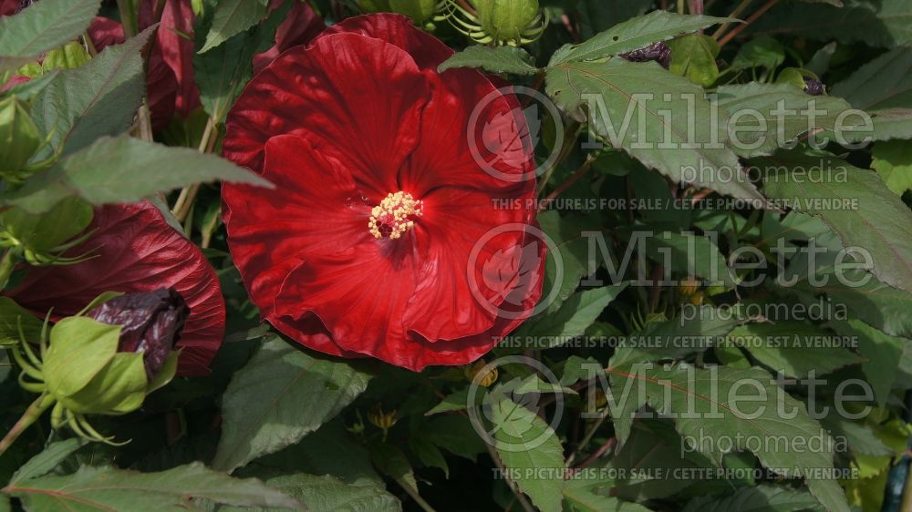 Hibiscus Cranberry Crush (Hibiscus African Rose Mallow)  2 