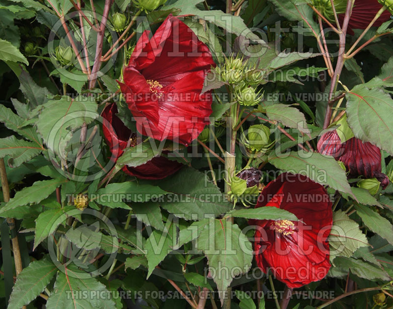 Hibiscus Cranberry Crush (Hibiscus African Rose Mallow)  1 