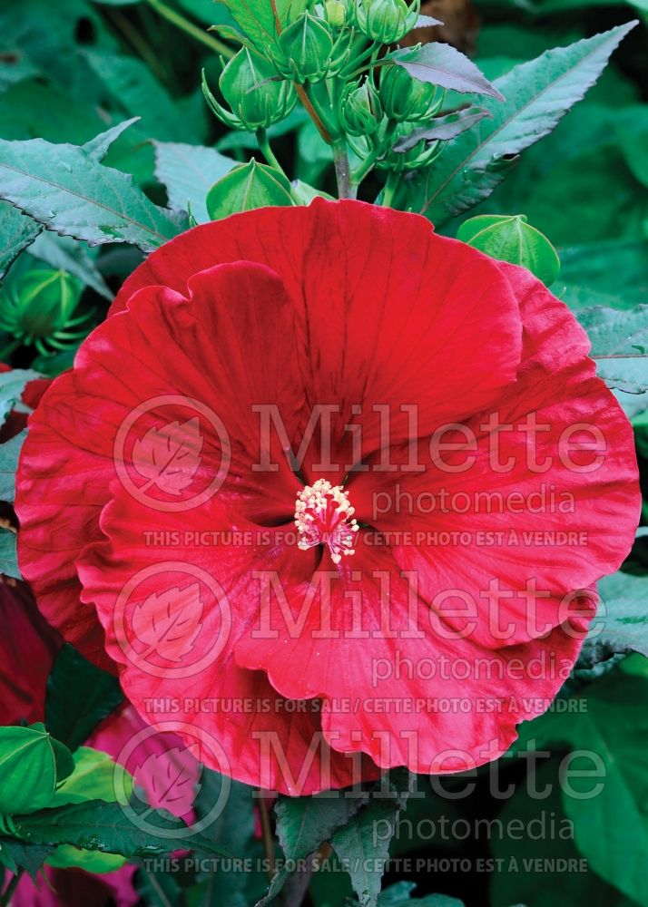 Hibiscus Cranberry Crush (Hibiscus African Rose Mallow)  3 