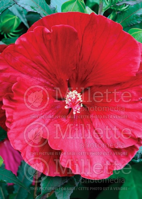 Hibiscus Cranberry Crush (Hibiscus African Rose Mallow)  4 