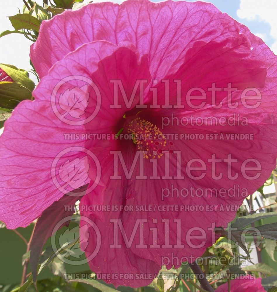 Hibiscus David Fleming (Hibiscus African Rose Mallow) 1 