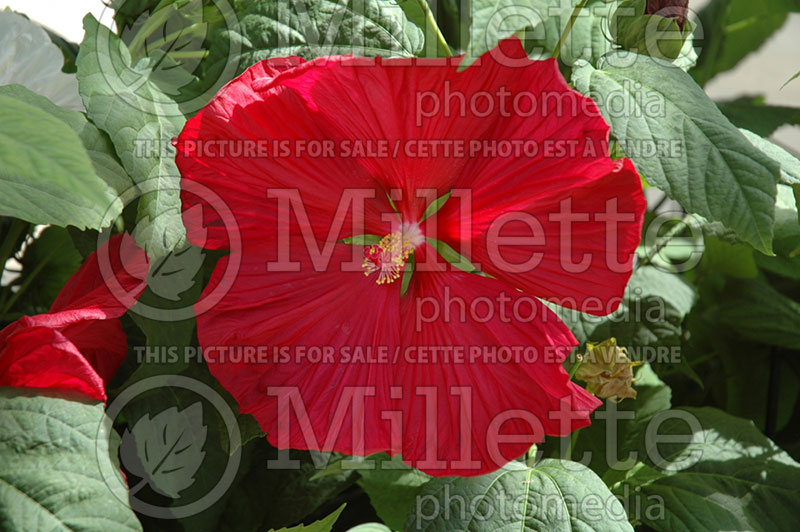 Hibiscus Disco Belle Red (Hibiscus) 1