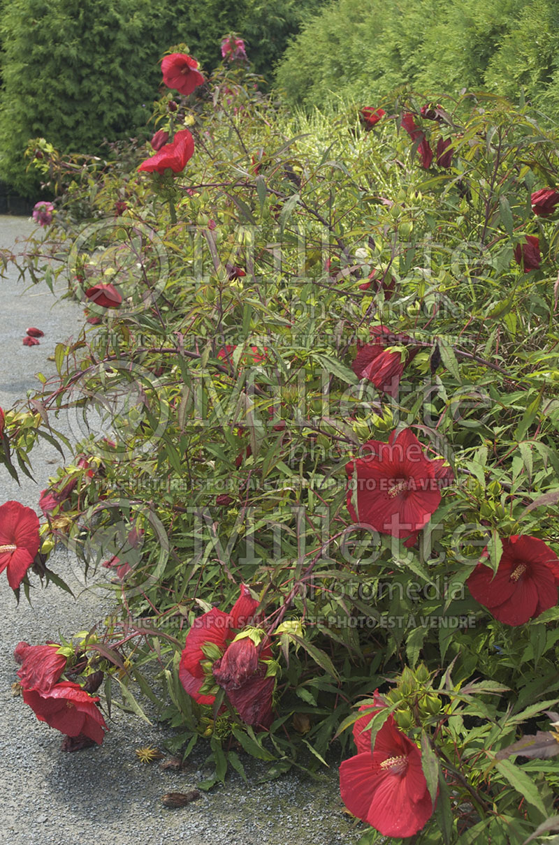 Hibiscus Fireball (Hibiscus African Rose Mallow) 1 