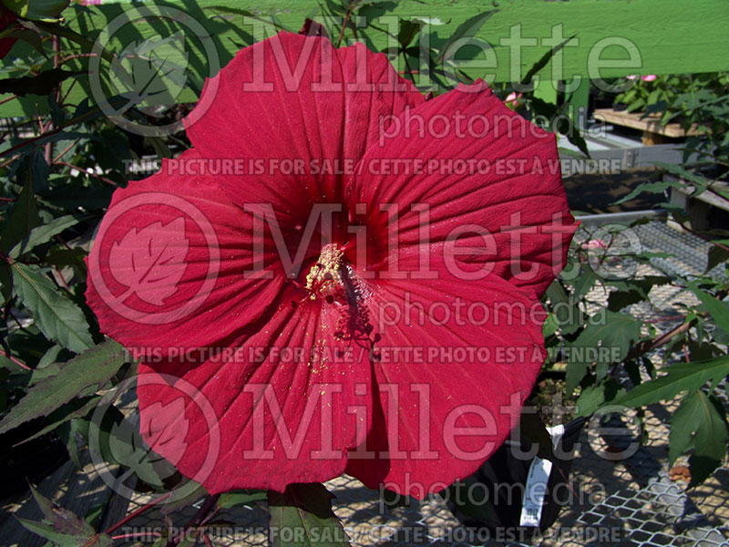 Hibiscus Fireball (Hibiscus African Rose Mallow) 2 