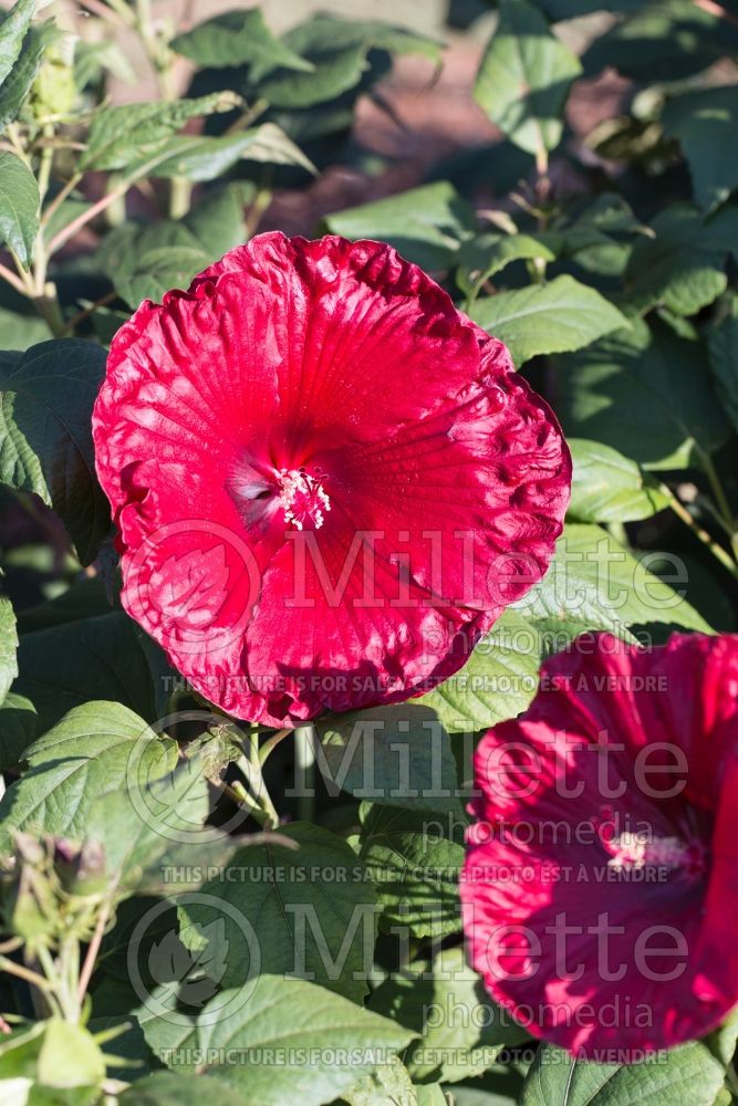 Hibiscus Heartthrob (Hibiscus African Rose Mallow)  4 